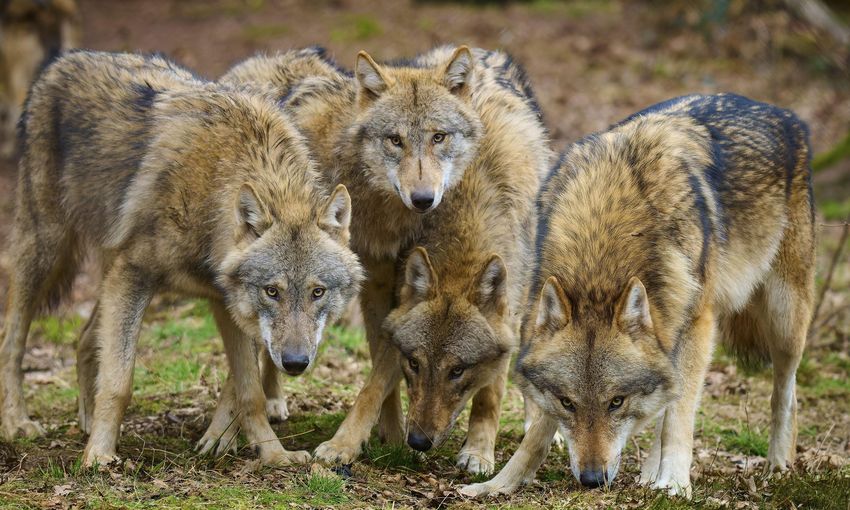 picture alliance/imageBroker/Raimund Linke