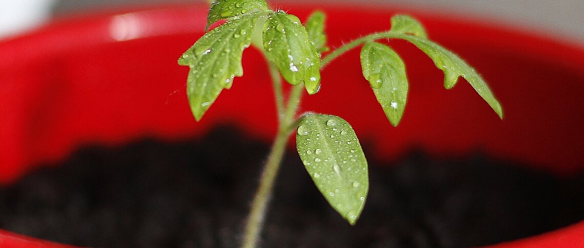 CC0 Creative Commons