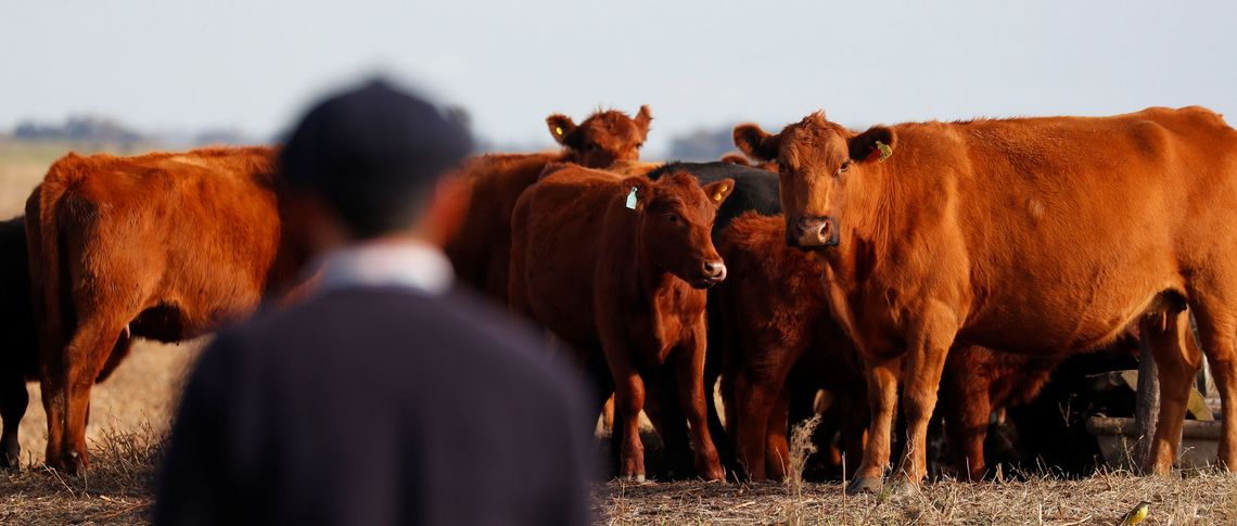picture alliance/Reuters/Agustin Marcarian