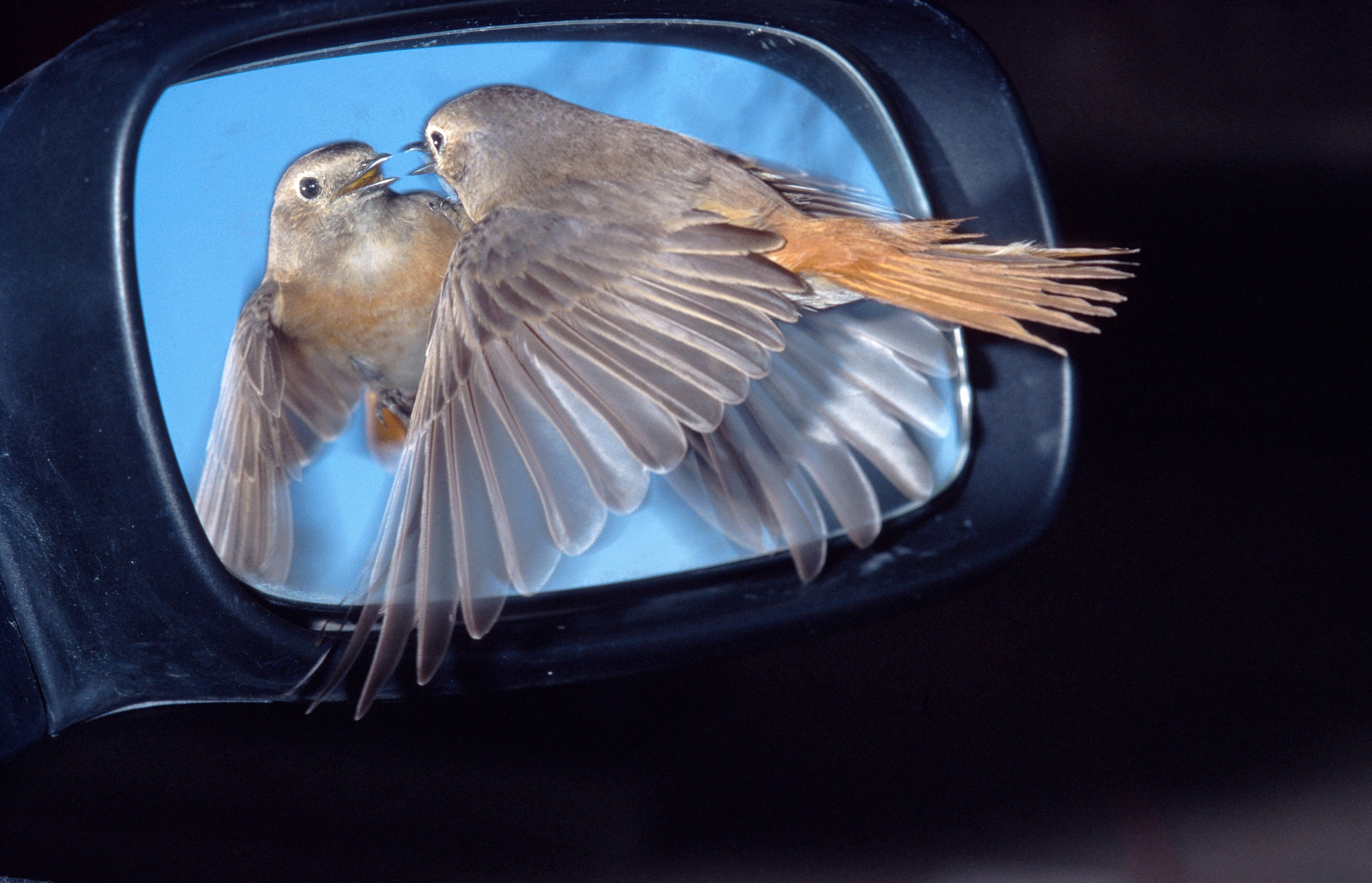 Wahl Zum Vogel Des Jahres Erstmals Nicht Sache Der Experten 